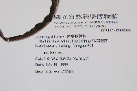 尾葉實蕨藏品圖，第1張