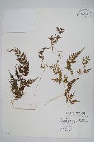 日本金粉蕨藏品圖，第1張