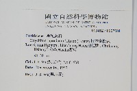 日本金粉蕨藏品圖，第2張