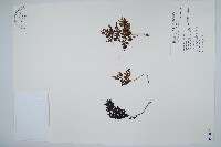 闊片烏蕨藏品圖，第1張