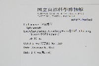 闊片烏蕨藏品圖，第2張