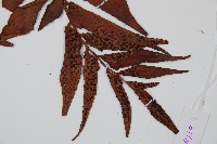 全緣貫眾蕨藏品圖，第3張