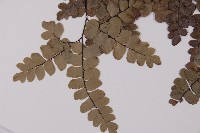 扇葉鐵線蕨藏品圖，第3張