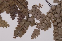 扇葉鐵線蕨藏品圖，第4張