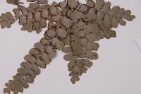 扇葉鐵線蕨藏品圖，第5張