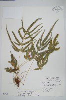 鳳尾蕨藏品圖，第1張