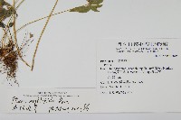 鳳尾蕨藏品圖，第2張