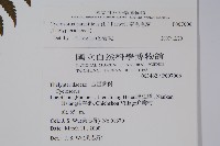 密毛毛蕨藏品圖，第2張