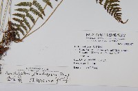 密腺副金星蕨藏品圖，第2張