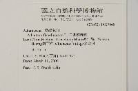 扇葉鐵線蕨藏品圖，第2張