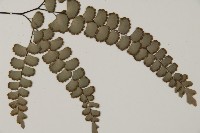 扇葉鐵線蕨藏品圖，第3張
