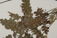 扇葉鐵線蕨藏品圖，第4張