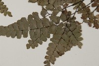 扇葉鐵線蕨藏品圖，第5張