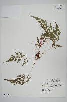 日本金粉蕨藏品圖，第1張
