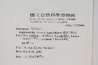 日本金粉蕨藏品圖，第2張