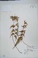 天草鳳尾蕨藏品圖，第1張