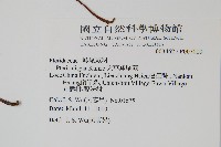 天草鳳尾蕨藏品圖，第2張