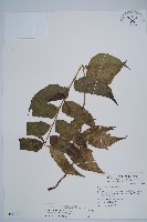 披針貫眾蕨藏品圖，第1張