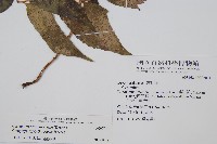 披針貫眾蕨藏品圖，第2張