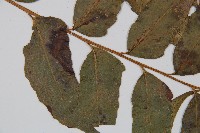 披針貫眾蕨藏品圖，第3張