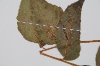 披針貫眾蕨藏品圖，第4張
