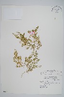 膜葉卷柏藏品圖，第1張