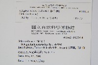 膜葉卷柏藏品圖，第2張