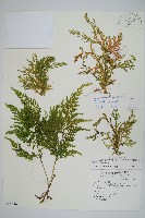 異葉卷柏藏品圖，第1張