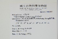 萊氏線蕨藏品圖，第2張