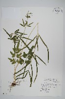 箭葉鳳尾蕨藏品圖，第1張