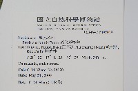 箭葉鳳尾蕨藏品圖，第2張