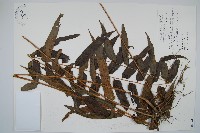 長葉腎蕨藏品圖，第1張