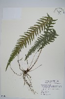 翅軸假金星蕨、短柄卵果蕨藏品圖，第1張