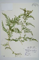 全緣卷柏藏品圖，第1張