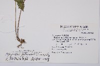 毛軸假蹄蓋蕨藏品圖，第1張