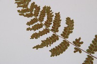 毛軸假蹄蓋蕨藏品圖，第3張