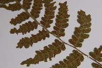 毛軸假蹄蓋蕨藏品圖，第4張