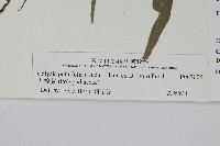 大線蕨藏品圖，第2張