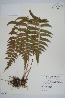 鞭葉耳蕨藏品圖，第1張