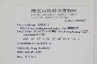 鞭葉耳蕨藏品圖，第2張