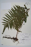 密毛毛蕨藏品圖，第1張