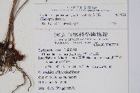 密毛毛蕨藏品圖，第2張