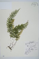 單邊鐵角蕨藏品圖，第1張