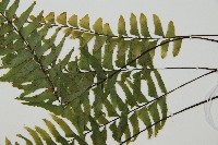 單邊鐵角蕨藏品圖，第5張