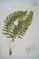 臺灣耳蕨藏品圖，第1張