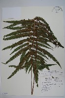 野毛蕨藏品圖，第1張