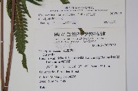 野毛蕨藏品圖，第2張