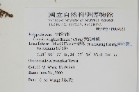 萊氏線蕨藏品圖，第2張