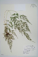 日本金粉蕨藏品圖，第1張