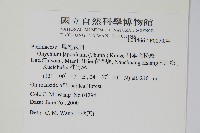 日本金粉蕨藏品圖，第2張